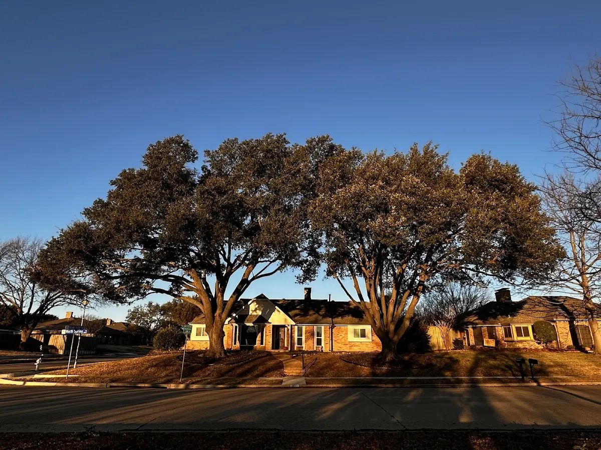 Established residential canopy tree shading a home in Robertsdale
